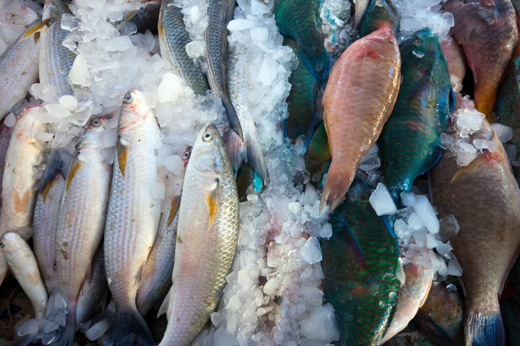 raw fish 1398 2424